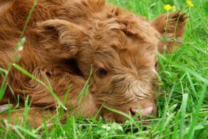 Highland-Cattle Kalb
